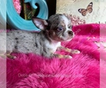 LittleRolex - Male Chihuahua Puppy for Sale - Photo #4