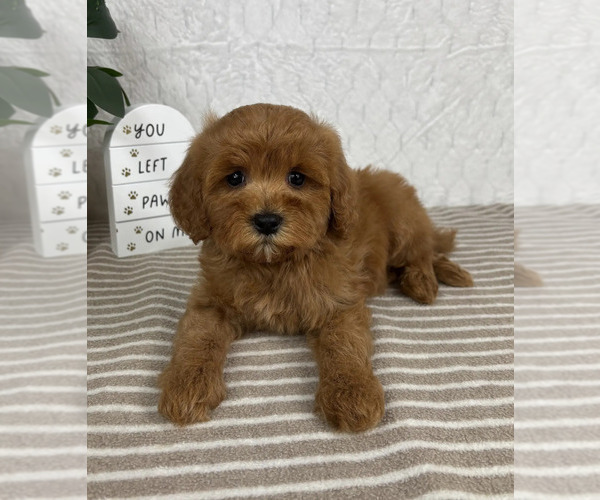 Medium Photo #6 Cavapoo Puppy For Sale in GREENFIELD, IN, USA