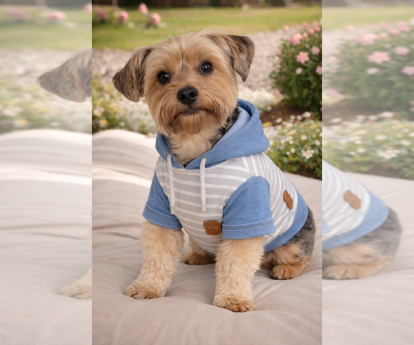 Medium Photo #1 Shorkie Tzu Puppy For Sale in PILOT MOUNTAIN, NC, USA