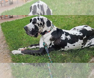 Great Dane Dogs for adoption in Bullard, TX, USA