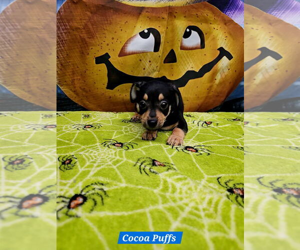 Medium Photo #1 Rat Terrier-Unknown Mix Puppy For Sale in Metairie, LA, USA