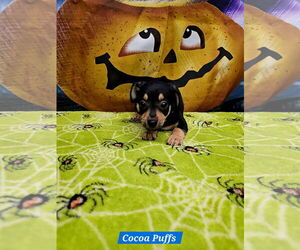 Rat Terrier-Unknown Mix Dogs for adoption in Metairie, LA, USA