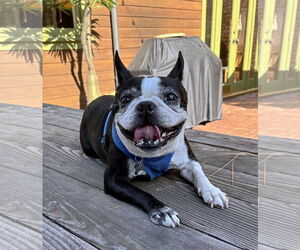 Boston Terrier Dogs for adoption in Huntington Beach, CA, USA