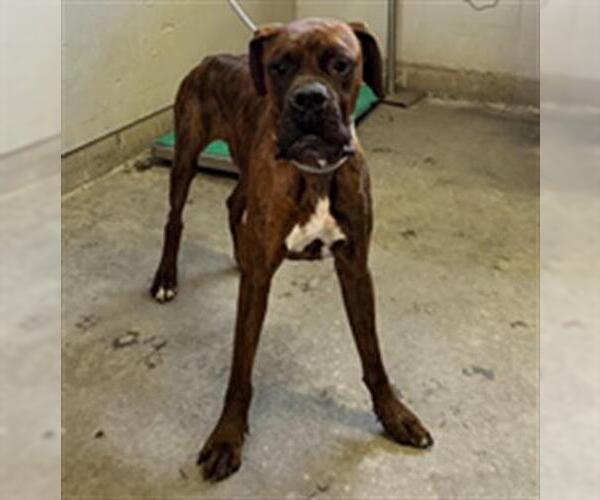 Medium Photo #1 Boxer Puppy For Sale in Camarillo, CA, USA