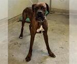 Small Boxer