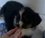 Small Photo #12 Miniature American Shepherd Puppy For Sale in PLACERVILLE, CA, USA