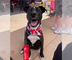Small #3 Labrador Retriever Mix