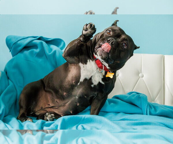 Medium Photo #8 Staffordshire Bull Terrier Puppy For Sale in Minneapolis, MN, USA
