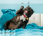 Small #7 Staffordshire Bull Terrier