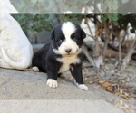 Small Photo #21 Australian Shepherd Puppy For Sale in ACTON, CA, USA