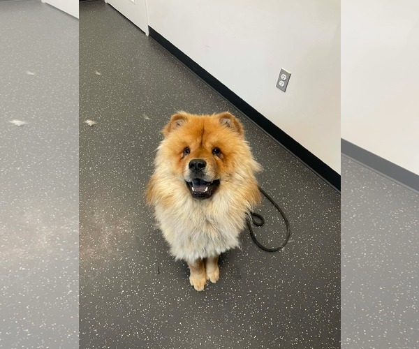 Medium Photo #1 Chow Chow Puppy For Sale in Prescott, Ontario, Canada