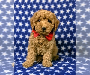 Cavapoo-Poodle (Miniature) Mix Puppy for sale in KIRKWOOD, PA, USA