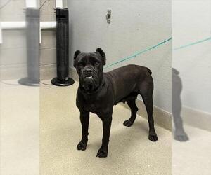 Mutt Dogs for adoption in Las Vegas, NV, USA