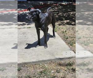 Labrador Retriever-Unknown Mix Dogs for adoption in San Antonio, TX, USA
