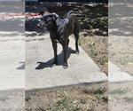 Small Labrador Retriever Mix
