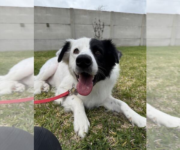 Medium Photo #49 Aussie Pyrenees Puppy For Sale in Houston, TX, USA