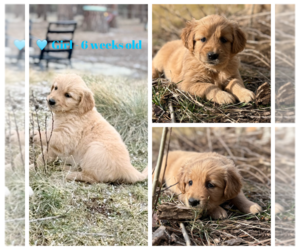 Medium Golden Retriever