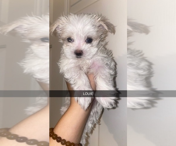 Medium Photo #1 Maltese Puppy For Sale in SHOREWOOD, IL, USA