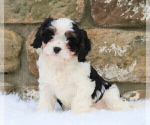 Cavachon Puppy for sale in FREDERICKSBG, OH, USA