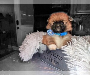 Pomeranian Puppy for Sale in HOLLADAY, Tennessee USA