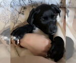 Small #4 Labrador Retriever Mix