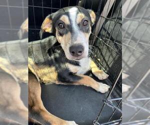 Chihuahua-Unknown Mix Dogs for adoption in San Antonio, TX, USA