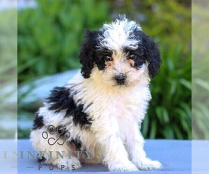 Poodle (Miniature) Puppy for sale in LITITZ, PA, USA