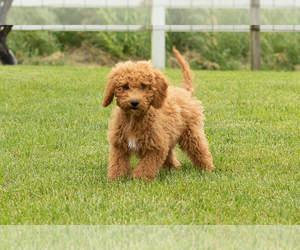 Poodle (Miniature) Puppy for sale in SHIPSHEWANA, IN, USA