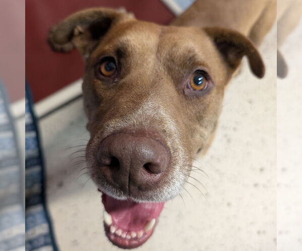 Medium Photo #15 American Pit Bull Terrier-Labrador Retriever Mix Puppy For Sale in Fargo, ND, USA