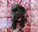 Small Photo #6 Labrador Retriever Puppy For Sale in NOTTINGHAM, PA, USA