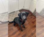 Small #1 Labrador Retriever Mix