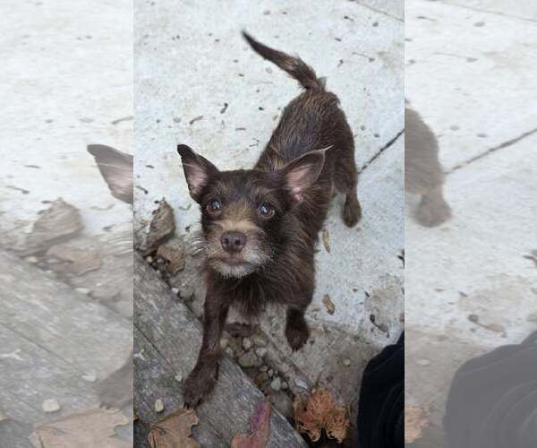 Medium Photo #1 Mutt Puppy For Sale in Woodsfield, OH, USA