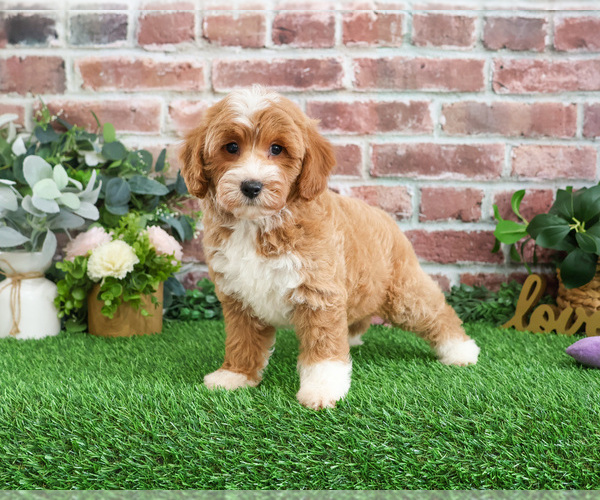 Medium Photo #9 Goldendoodle mix (+ Poodle Miniature) Puppy For Sale in SYRACUSE, IN, USA