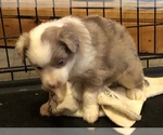 Small Photo #5 Miniature Australian Shepherd Puppy For Sale in FERRUM, VA, USA