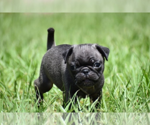 Medium Photo #3 Pug Puppy For Sale in PALM COAST, FL, USA