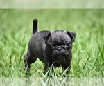 Small #2 Pug