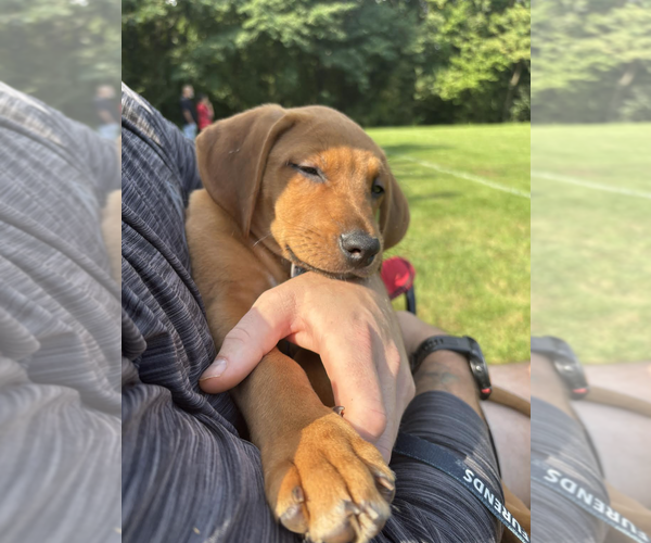Medium Photo #3 Labbe Puppy For Sale in Rockville, MD, USA