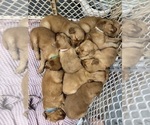 Small #19 Golden Retriever