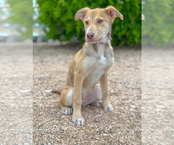 Medium Photo #3 Mutt Puppy For Sale in PIPE CREEK, TX, USA