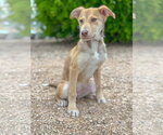 Small #2 Mutt
