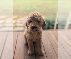 Goldendoodle Puppy for sale in MIDLAND, NC, USA