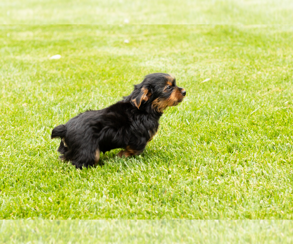 Medium Photo #10 Yorkshire Terrier Puppy For Sale in NAPPANEE, IN, USA