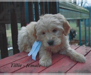 Goldendoodle Puppy for sale in HOPKINSVILLE, KY, USA