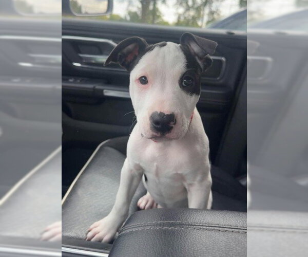 Medium Photo #2 American Pit Bull Terrier-American Staffordshire Terrier Mix Puppy For Sale in Frankenmuth, MI, USA