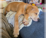 Small #10 Mutt