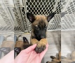 Small Photo #178 Belgian Malinois Puppy For Sale in REESEVILLE, WI, USA