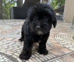 Small Photo #8 Morkie Puppy For Sale in HOLLYWOOD, FL, USA