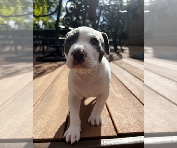 Medium Photo #1 American Pit Bull Terrier-American Staffordshire Terrier Mix Puppy For Sale in LITTLETON, CO, USA