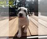 Puppy 0 American Pit Bull Terrier-American Staffordshire Terrier Mix