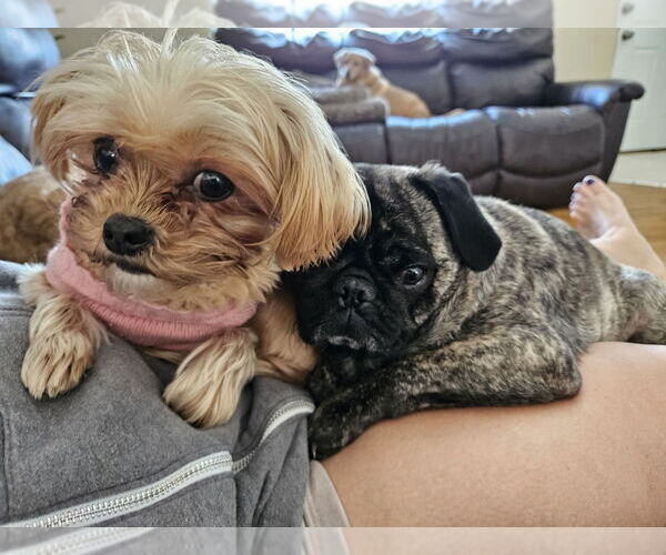 Medium Photo #1 Pug-Shih Tzu Mix Puppy For Sale in Springdale, PA, USA